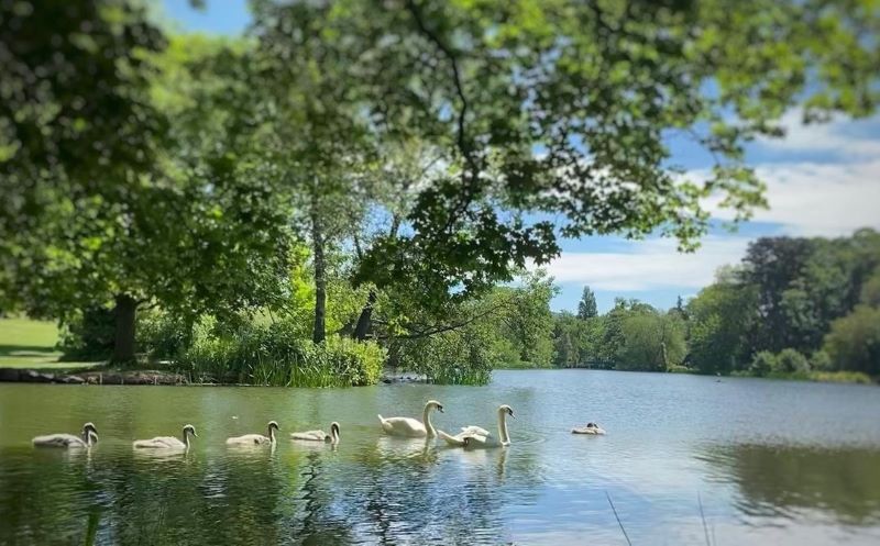 Pittville Park - swans